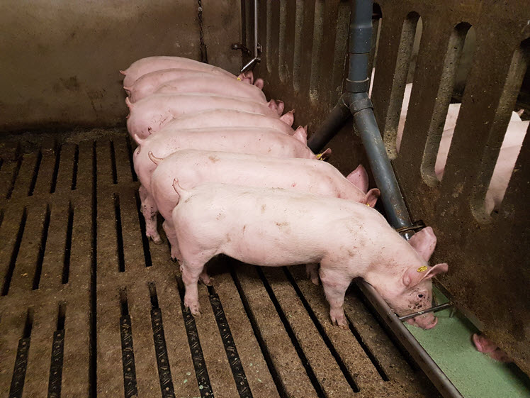 Swine Expert Update: Lawsonia & darmgezondheid